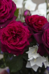 RED PARFUM DE PROVENCE (hybrid tea)